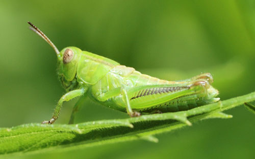Grasshopper1