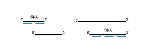 Remove rRNA for Clearer Bacterial RNA-Seq with RiboCop | Lexogen