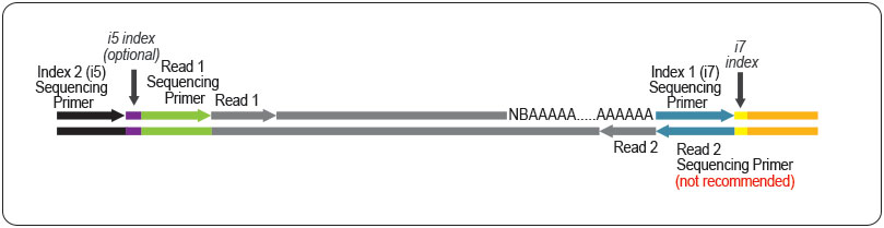 QuantSeq 3 MRNA Seq Library Prep Kits Lexogen