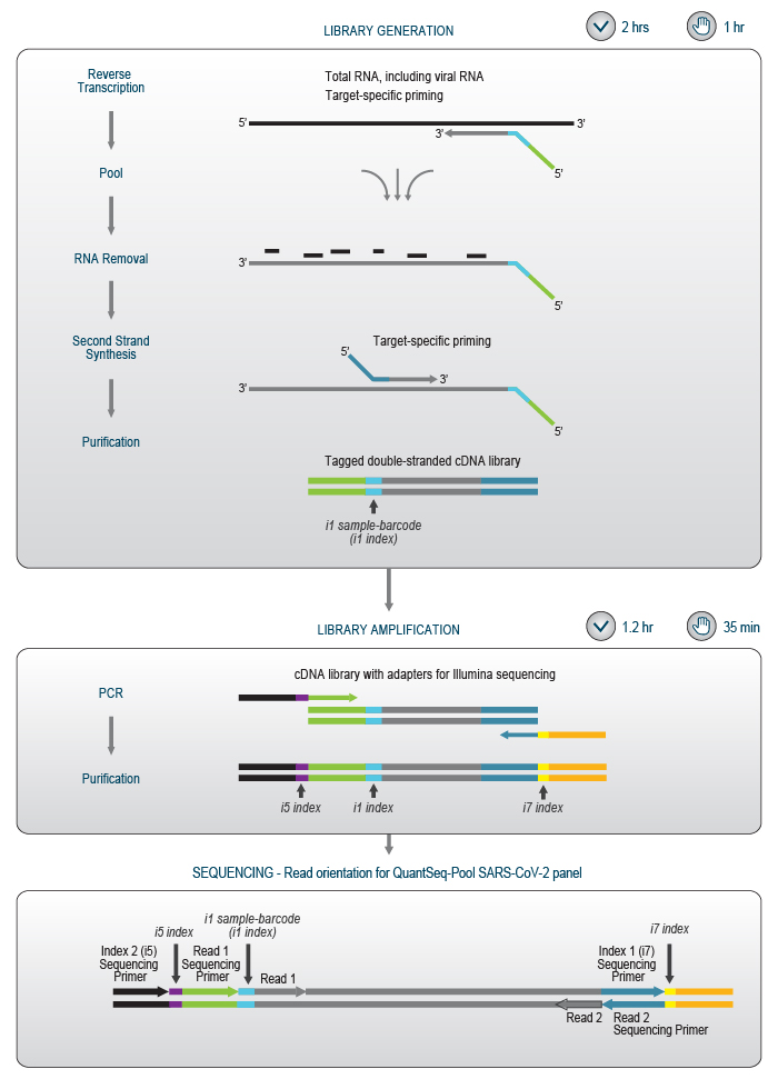 160_SARS-CoV-2 panel_scheme-Workflow_V0100