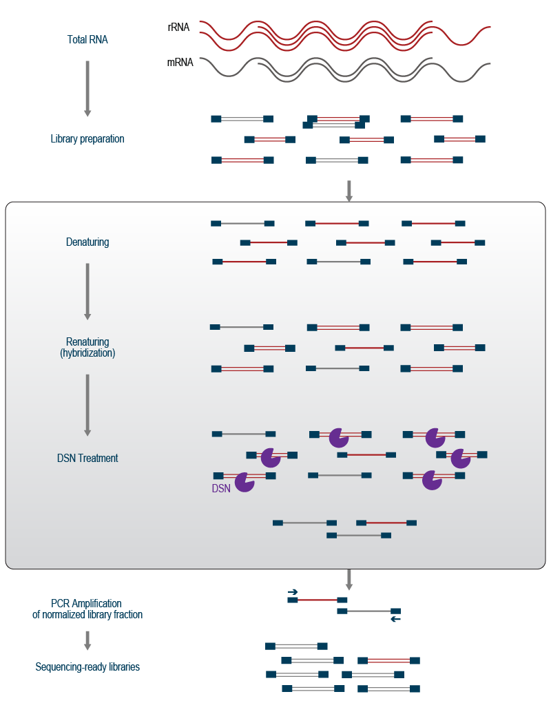 Lexogen_RNA-LEXICON_Chapter6_Graph_02.1