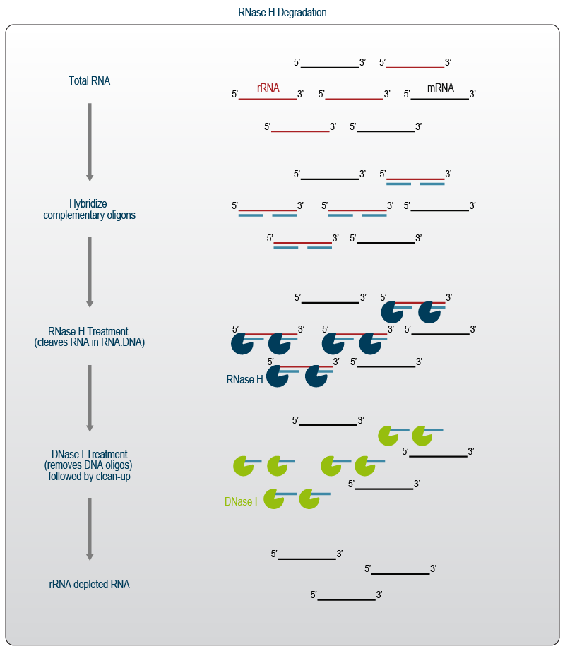 Lexogen_RNA-LEXICON_Chapter6_Graph_04