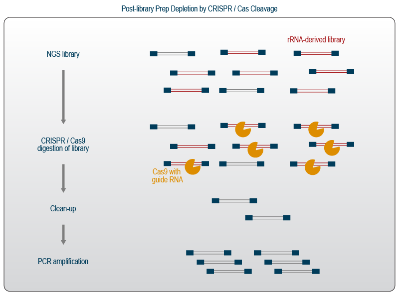 Lexogen_RNA-LEXICON_Chapter6_Graph_05.1