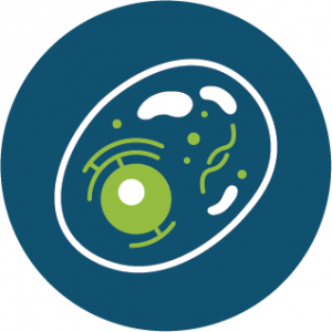 Icon_93-Single-Cell