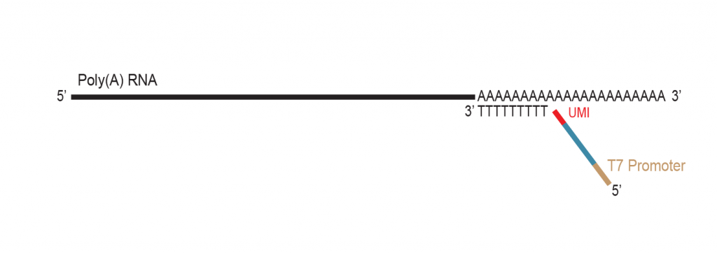 LUTHOR-HD_Workflow-02