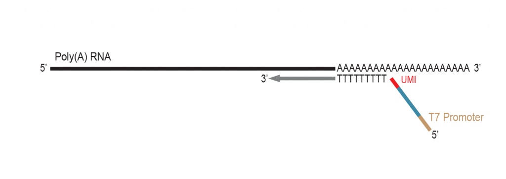 LUTHOR-HD_Workflow_03