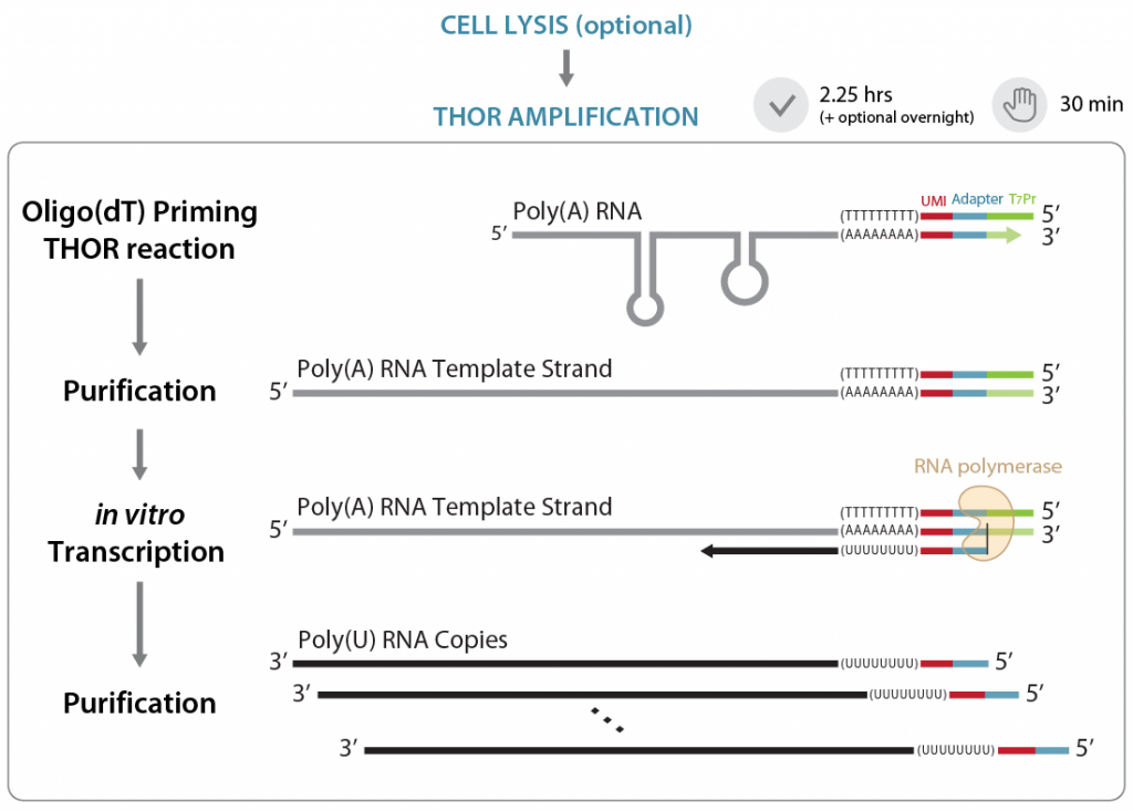 Thor amplification workflow