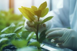 Scientist handling plant samples in the lab, representing rRNA depletion in plants for accurate transcriptome and RNA-Seq analysis