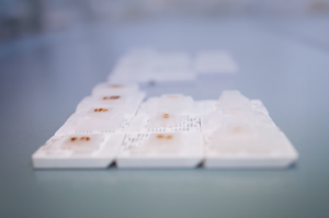 Read about the differences between 3' mRNA-Seq and whole transcriptome RNA-Seq methods for analyzing the transcriptome of FFPE samples.