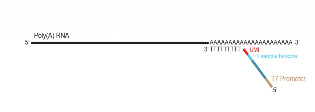 LUTHOR-HD-Pool_Workflow_02