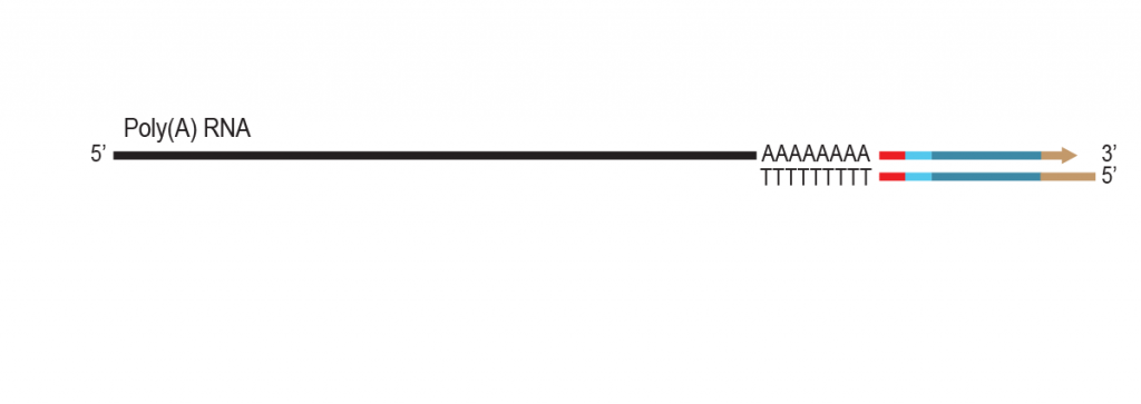 LUTHOR-HD-Pool_Workflow_03