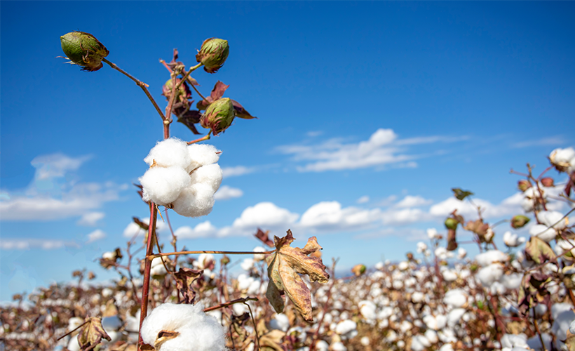 Enhancing Salt tolerance in cotton can increase cotton production for plant grown under saline stress conditions or in salt-rich environments.