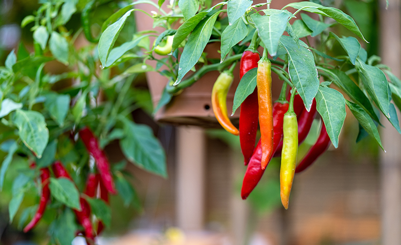 Gene expression and mRNA-Seq analysis of the plant response to elicitors can identify components that could improve the resistance of chili pepper to abiotic stresses.