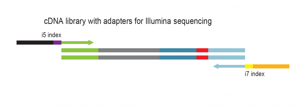 06_miRVEL-Discovery_Workflow