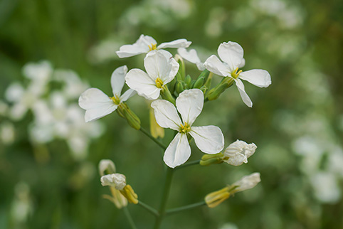 Arabidopsis_Species