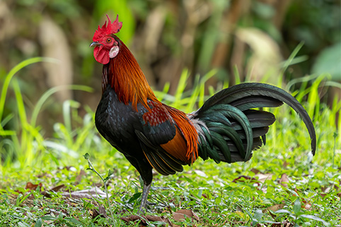 Drosophila melanogaster_Species