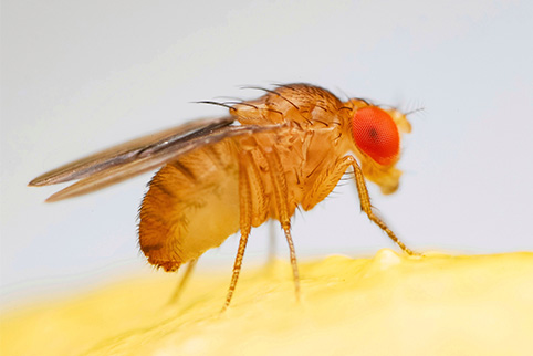 Drosophila melanogaster_Species