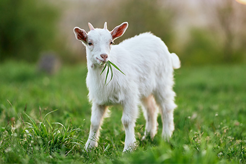 Goat_Species