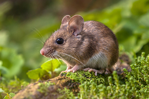 Mouse_Species