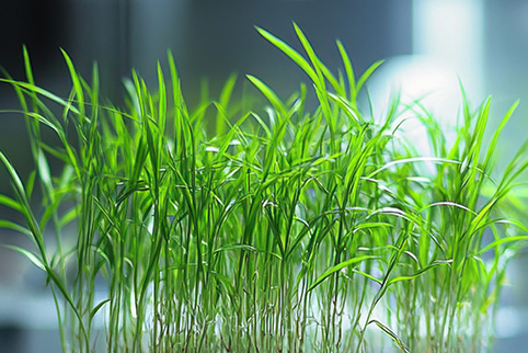 Purple false brome__Species