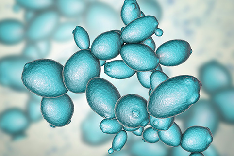 Saccharomyces cerevisiae_Species