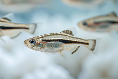 Zebrafish_Species
