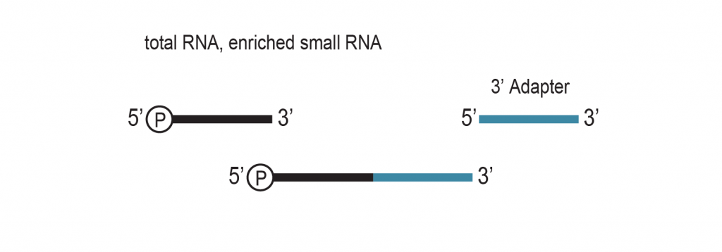 01_miRVEL-Profiling_Workflow