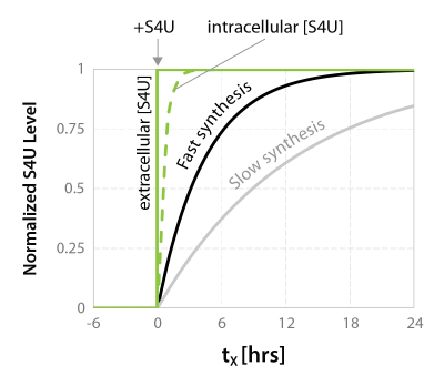 Use SLAMseq to differentiate RNA synthesis rates between nascent transcripts.
