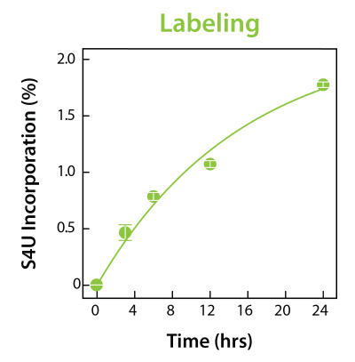For optimal RNA labeling conditions in SLAMseq experiments, assess 4sU labeling concentration by titration and check incorporation by HPLC.